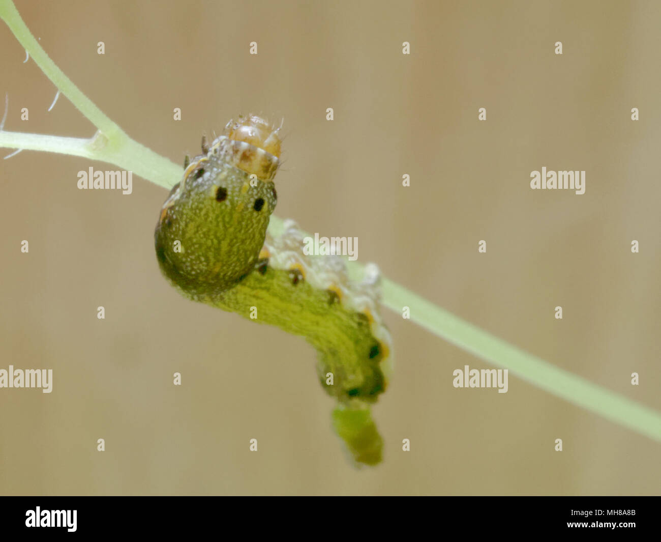 Close up shot of green caterpillar ou ver de papillon avec l'escalade de la bouche rouge, manger et vivre vert sur les feuilles de thym et d'arbres avec des concepts de la nature, des animaux et des insectes Banque D'Images