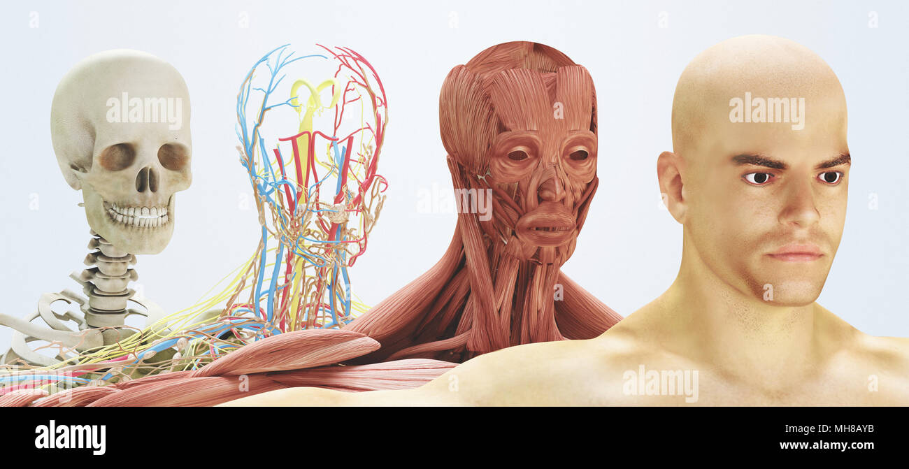 Corps humain à partir d'os à la peau, le rendu 3d illustration Banque D'Images