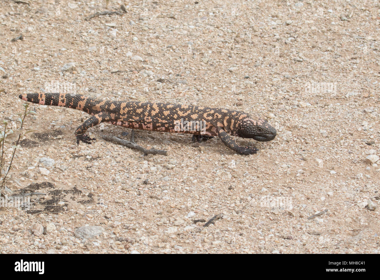 Un monstre de Gila traversant le désert de Sonora, en Arizona, USA. Banque D'Images