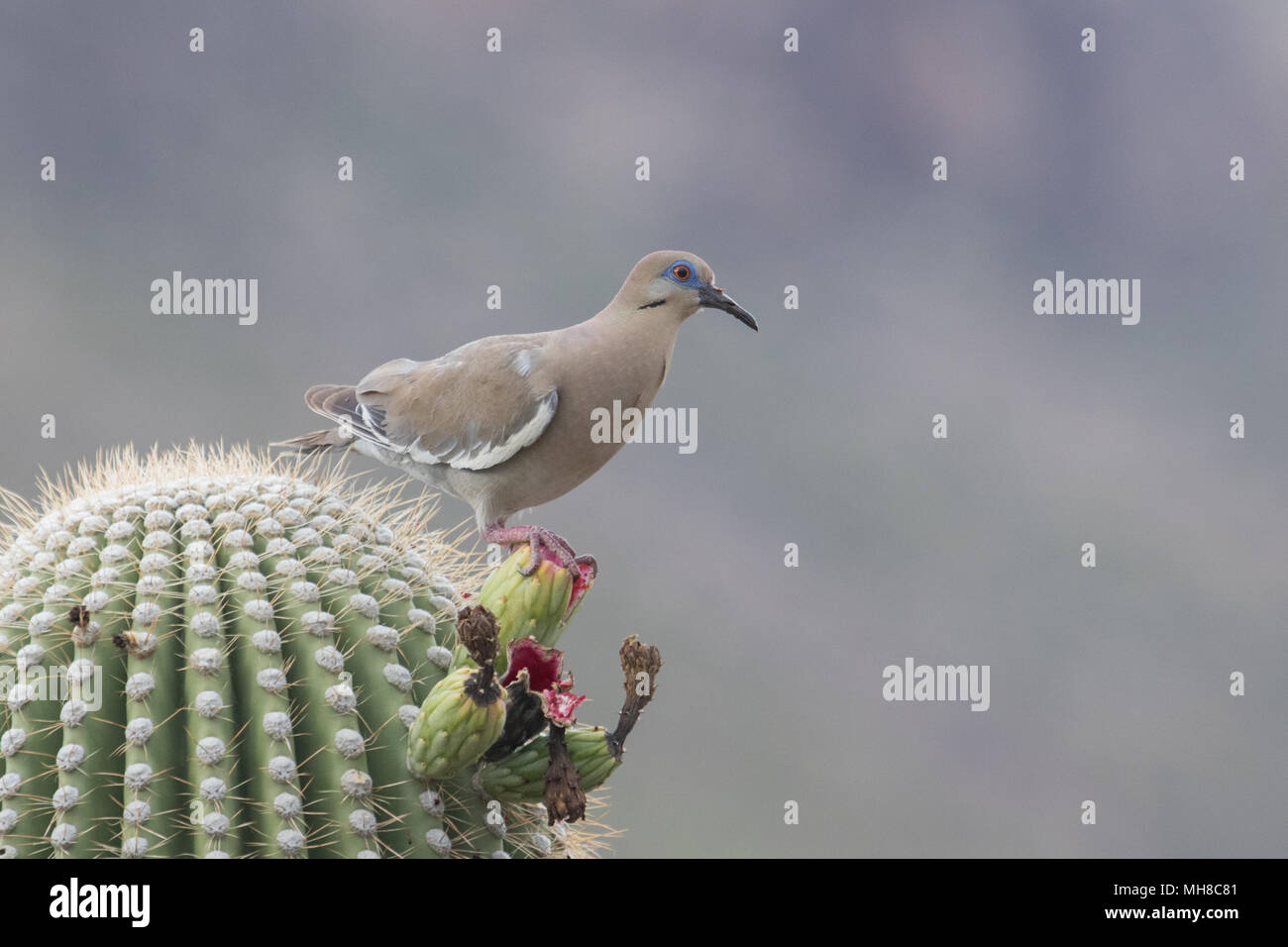 Une colombe se nourrissant de saguaro cactus fruit. Banque D'Images