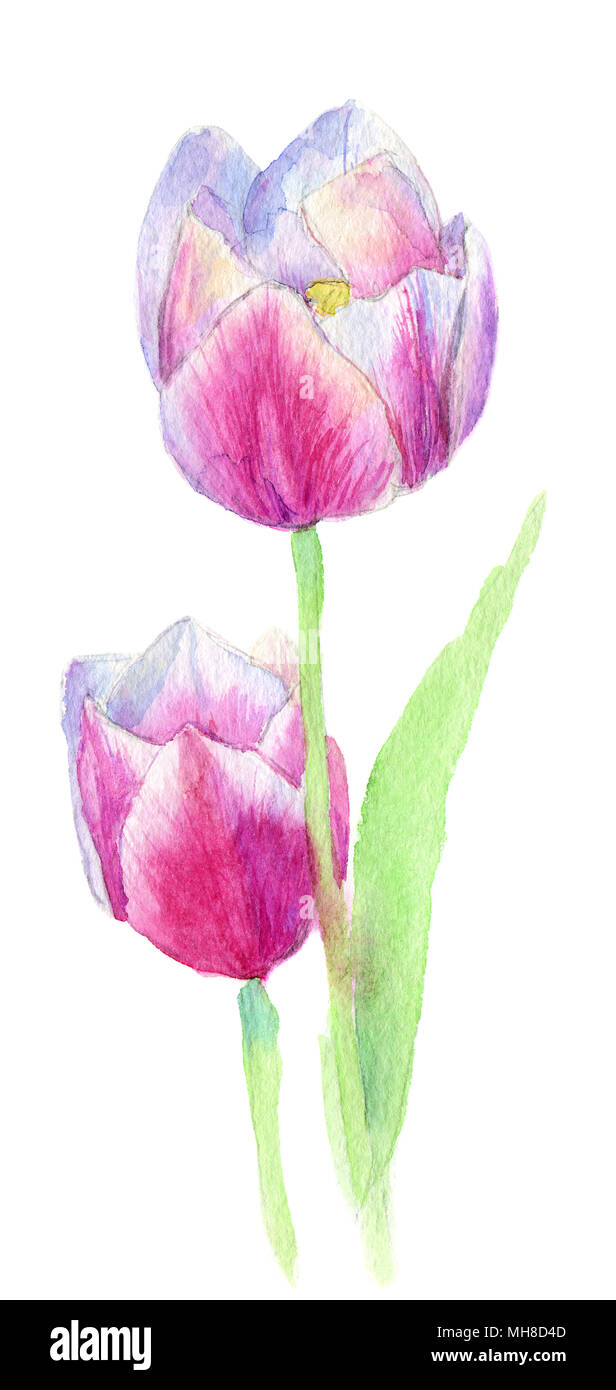 Deux roses rouges Roses fleurs Aquarelle décorative.. illustration floral, feuilles et bourgeons. La composition botanique pour un mariage ou une carte de vœux. isolated on white with clipping path Banque D'Images