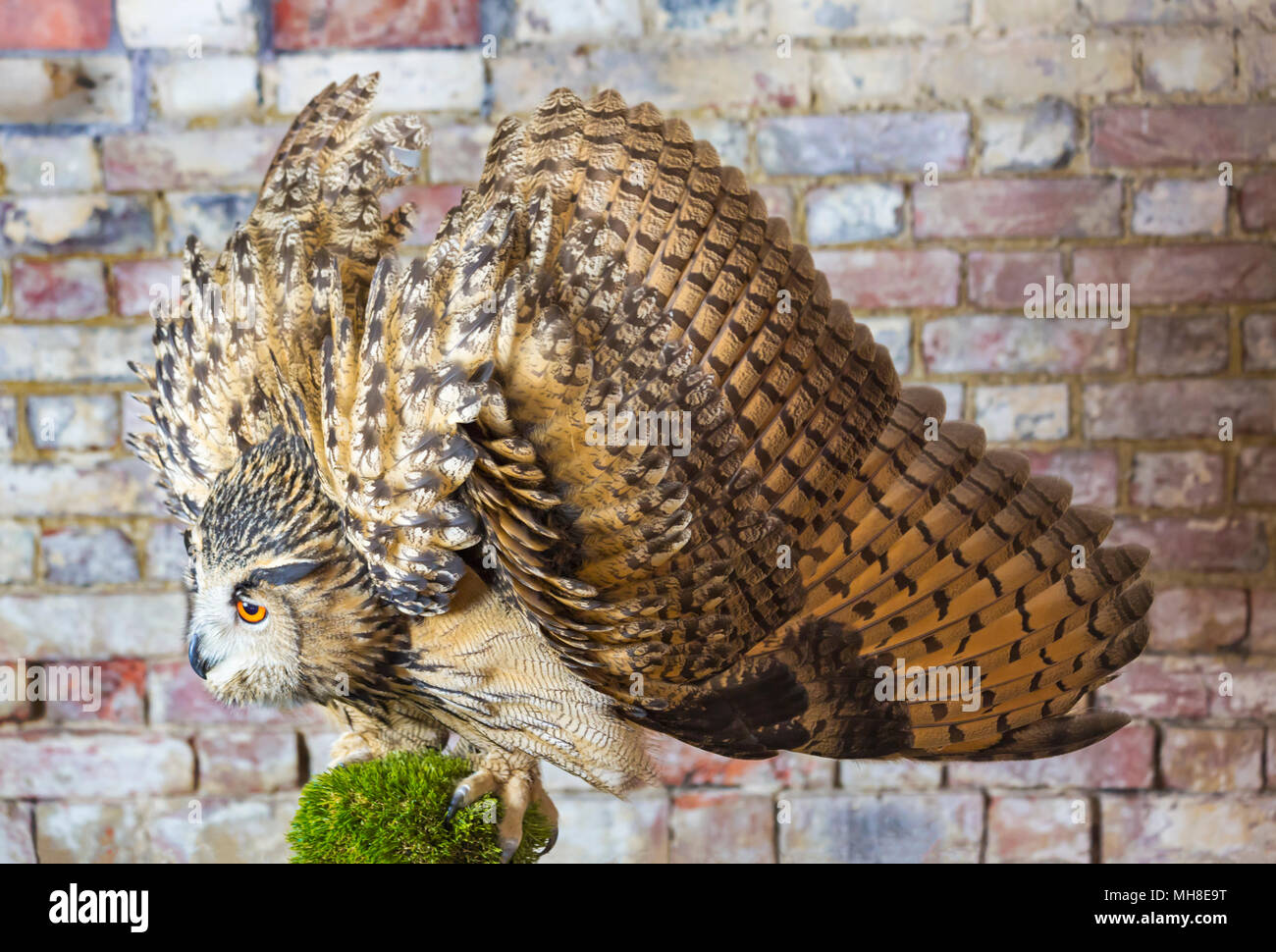 Eagle d'Amérique, Bubo bubo, avec plumage ébouriffé à Wiltshire, England, UK en Avril Banque D'Images