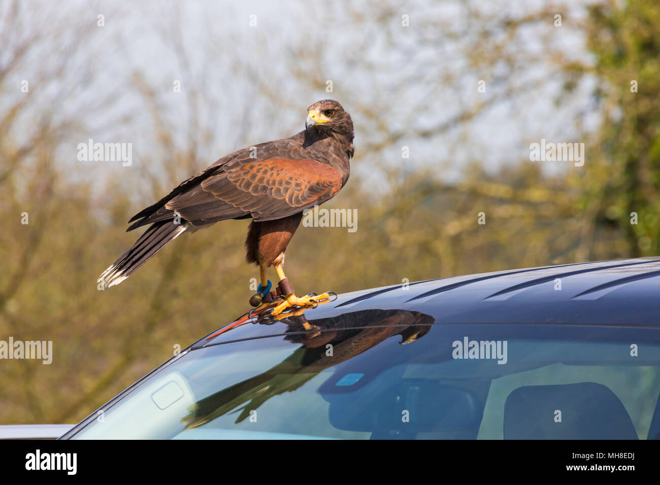 Harris Parabuteo unicinctus, Hawk, debout sur le toit de voiture avec la réflexion d'oiseau à Wiltshire, England, UK en Avril Banque D'Images