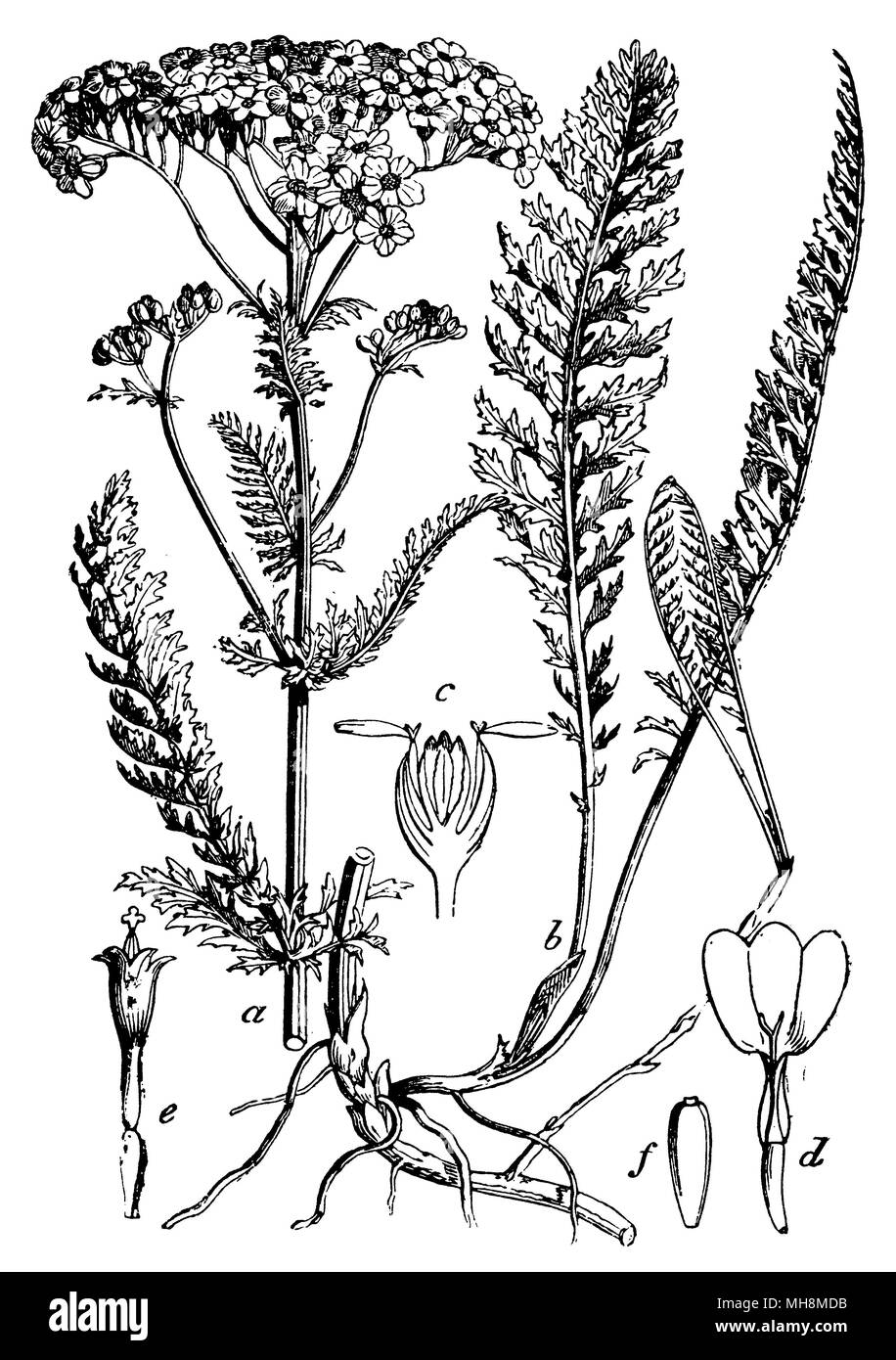 L'achillée millefeuille ou conjoint de l'Achillea millefolium  <1898 >, Banque D'Images