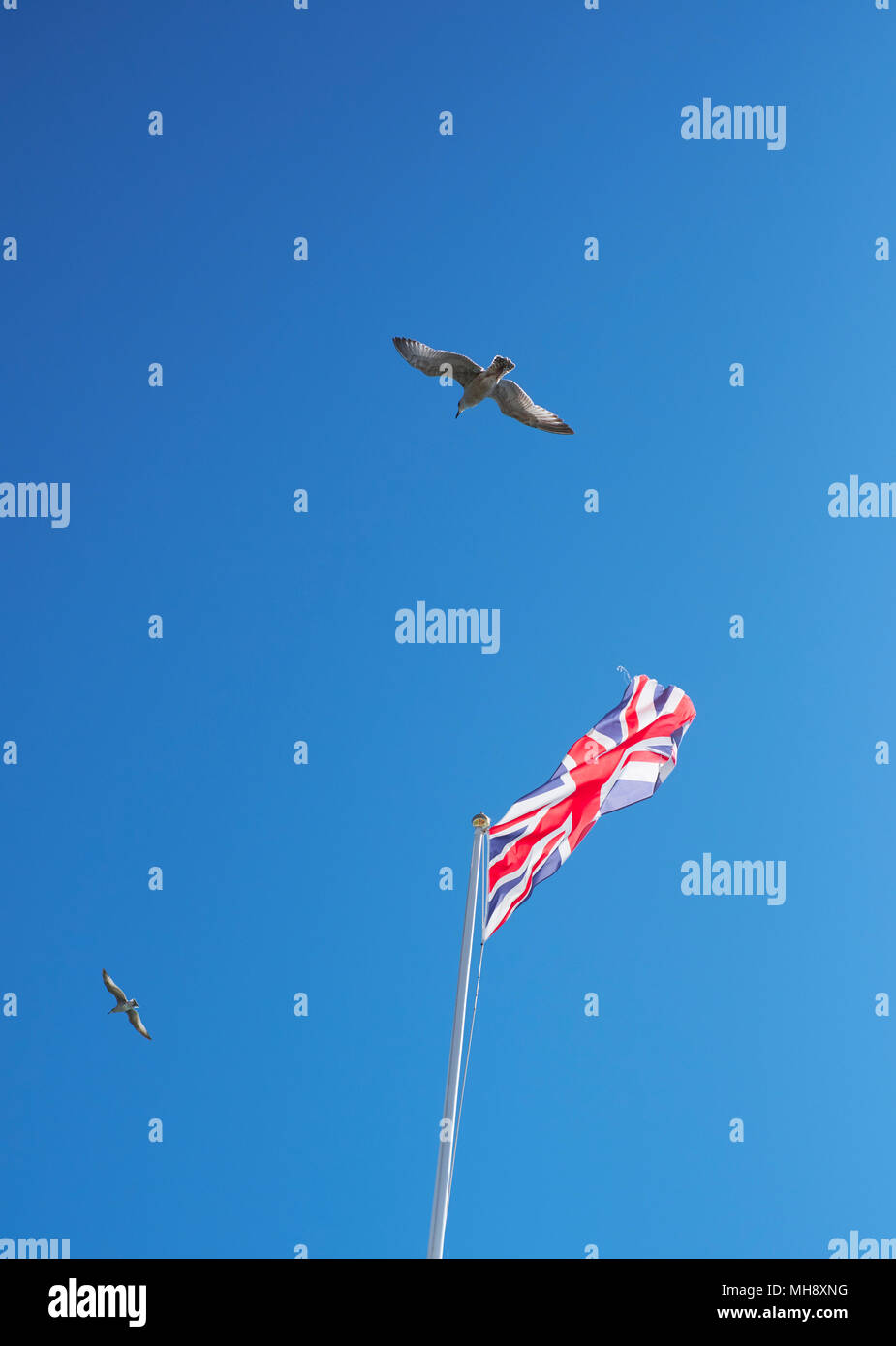 Une Union Jack flag volant dans le ciel bleu avec une mouette Banque D'Images