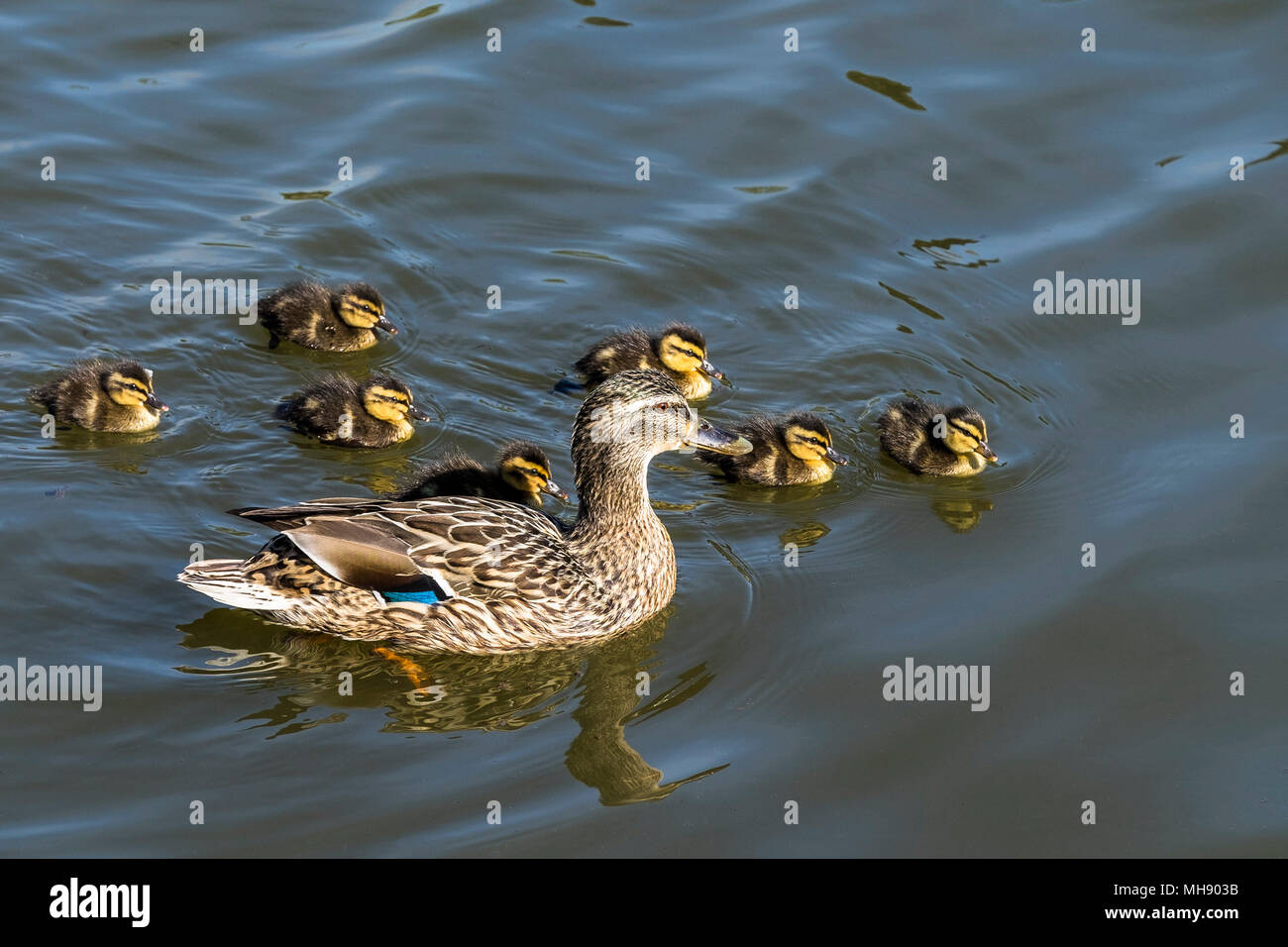 Une femelle Canard colvert (Anas platyrhynchos) et ses canetons. Banque D'Images