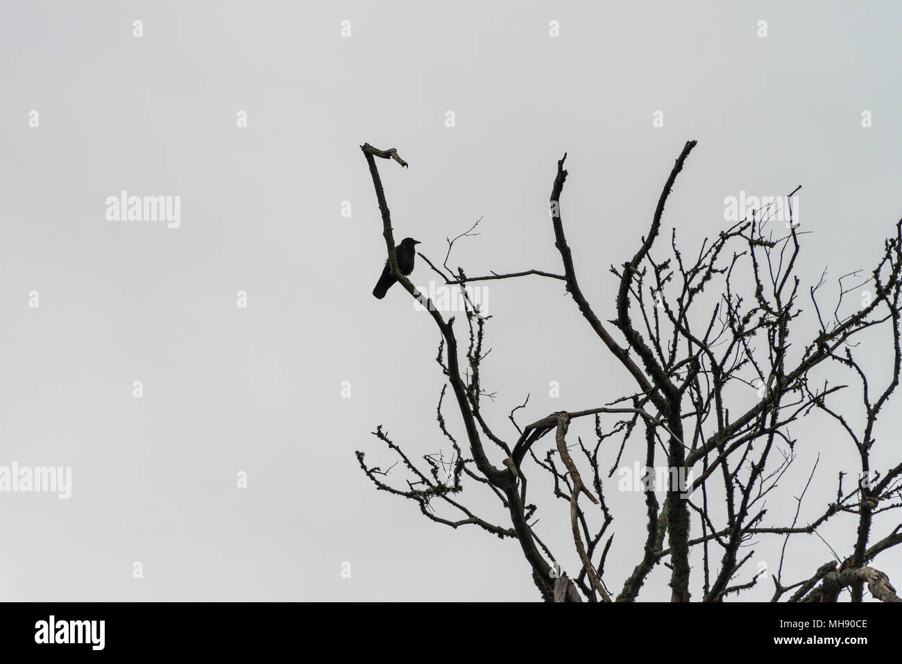 Une corneille noire (Corvus corone) se percher dans un arbre sur les falaises surplombant la plage de Monmouth, Lyme Regis Banque D'Images