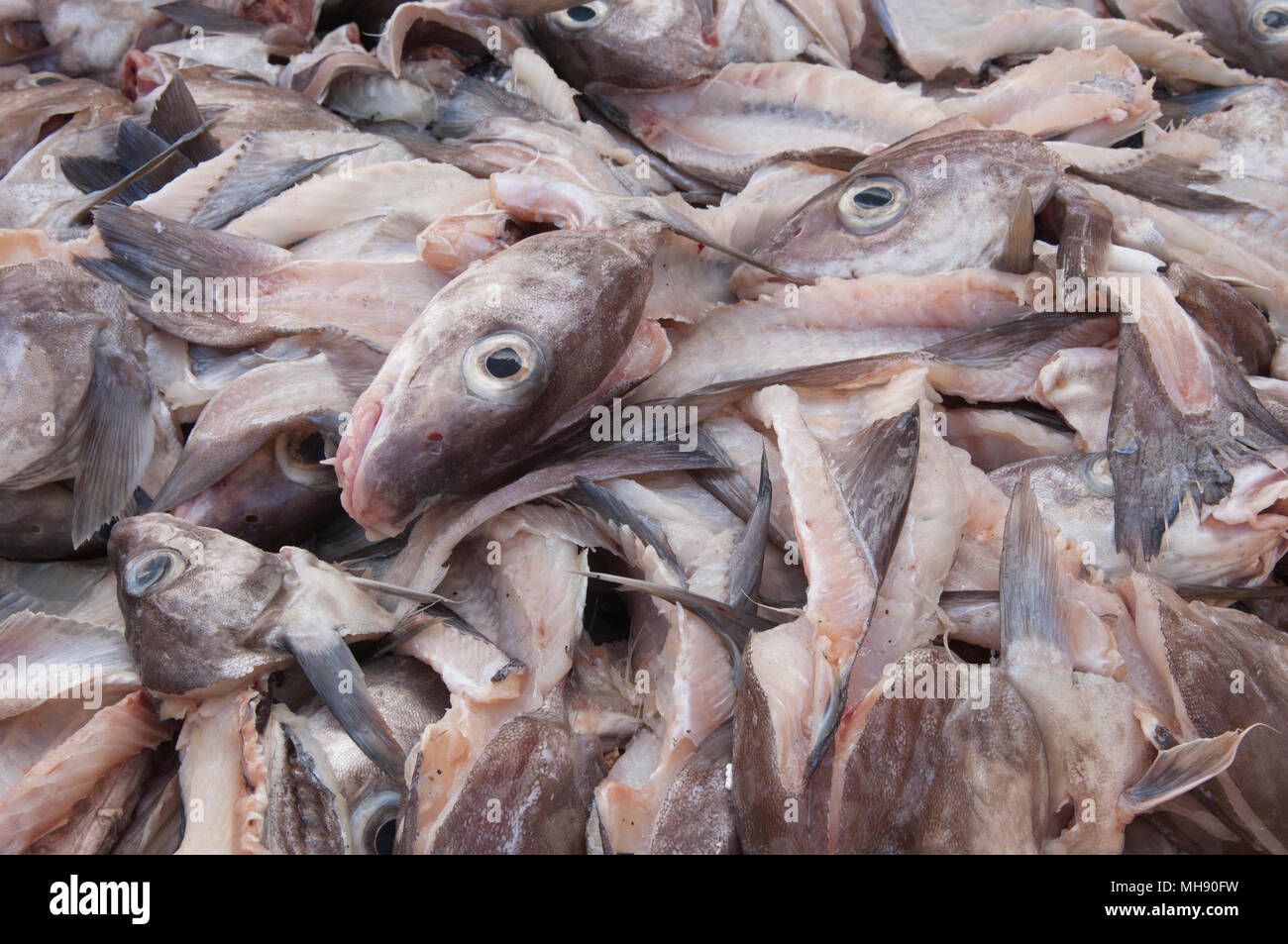 Des têtes de poissons morue - Grimsby, Royaume-Uni. Banque D'Images