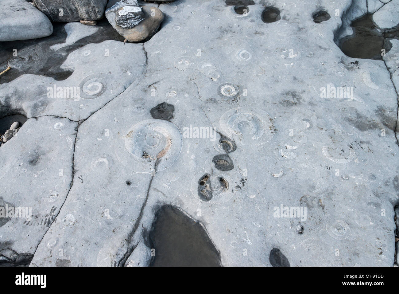 L'ammonite cimetière à Lyme Regis Banque D'Images