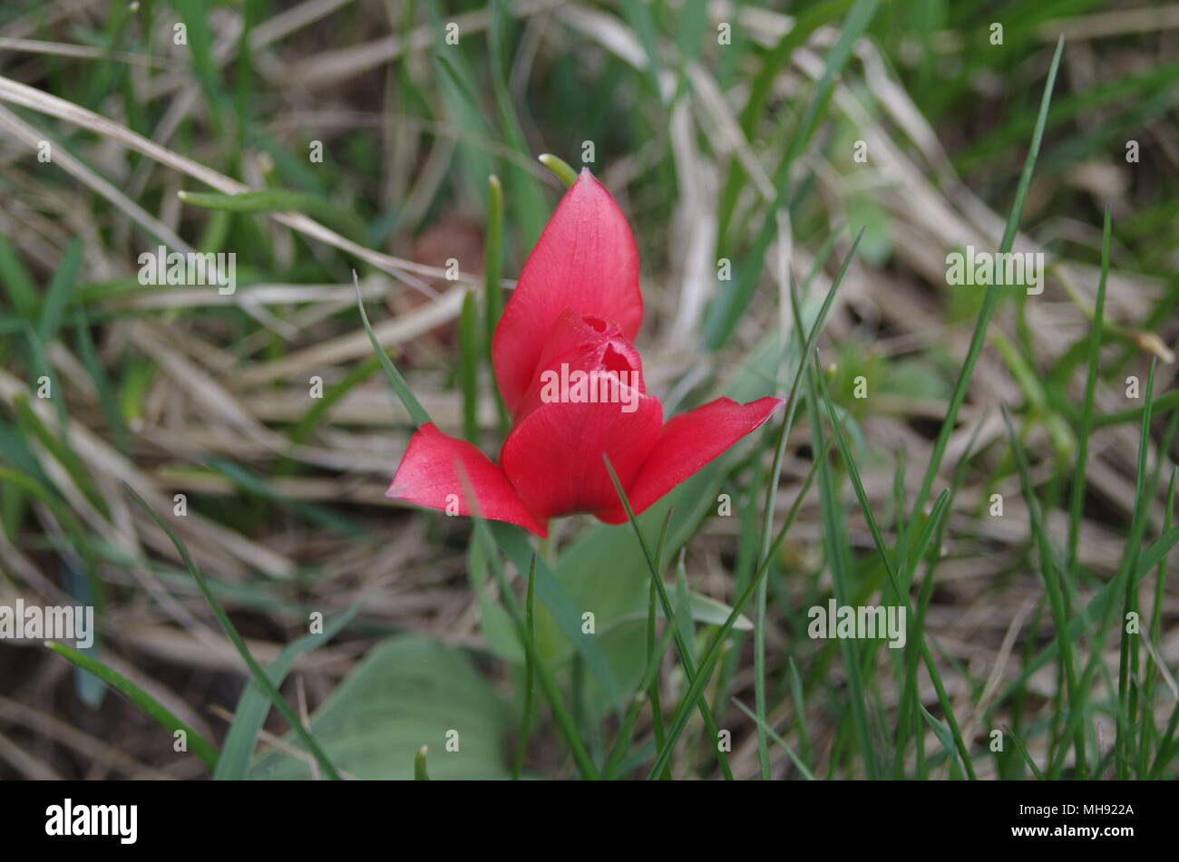 Au printemps tulipe rouge Banque D'Images