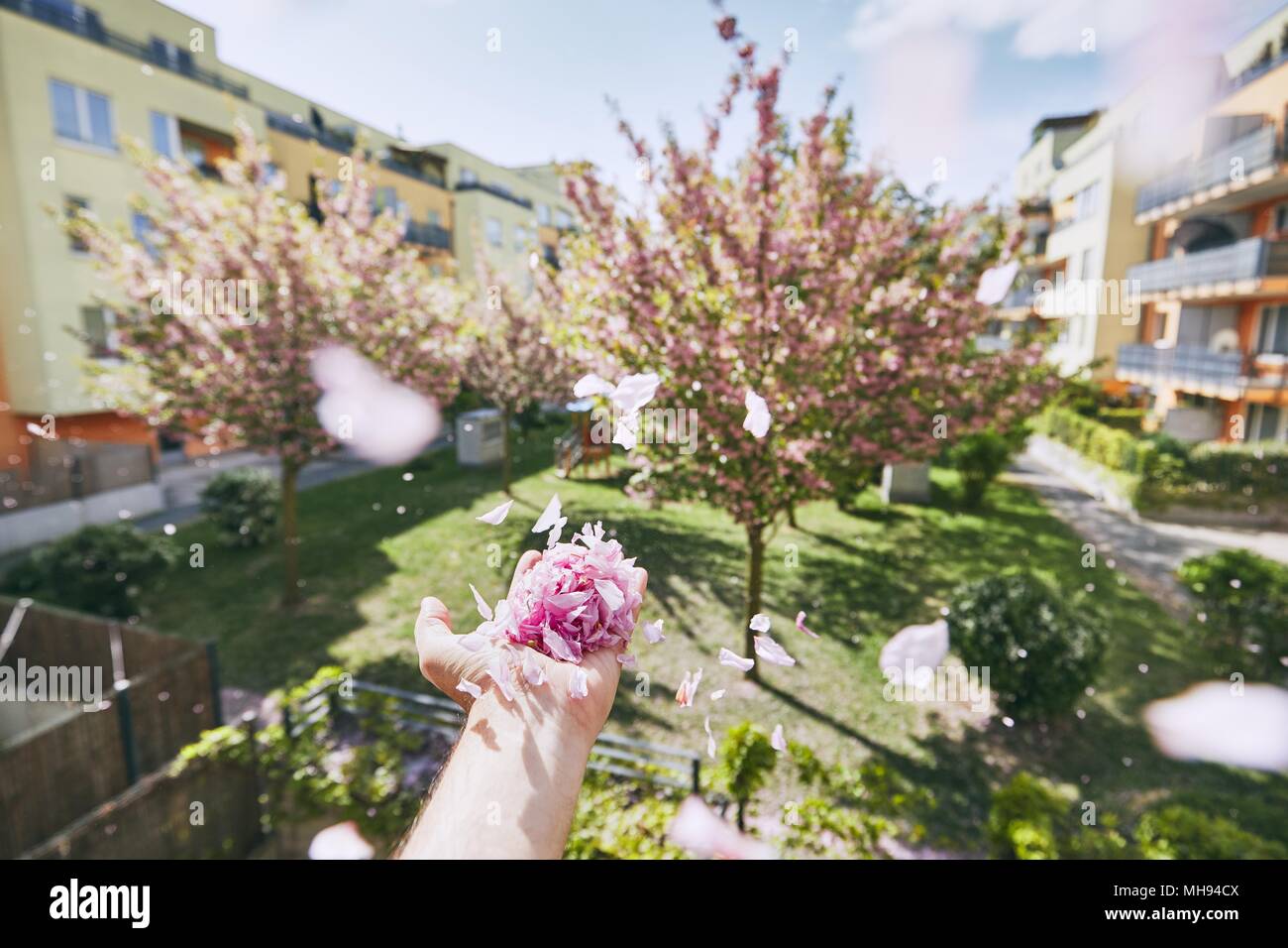 Souffle d'aile de main humaine contre les pétales et jardin bâtiment résidentiel. Banque D'Images