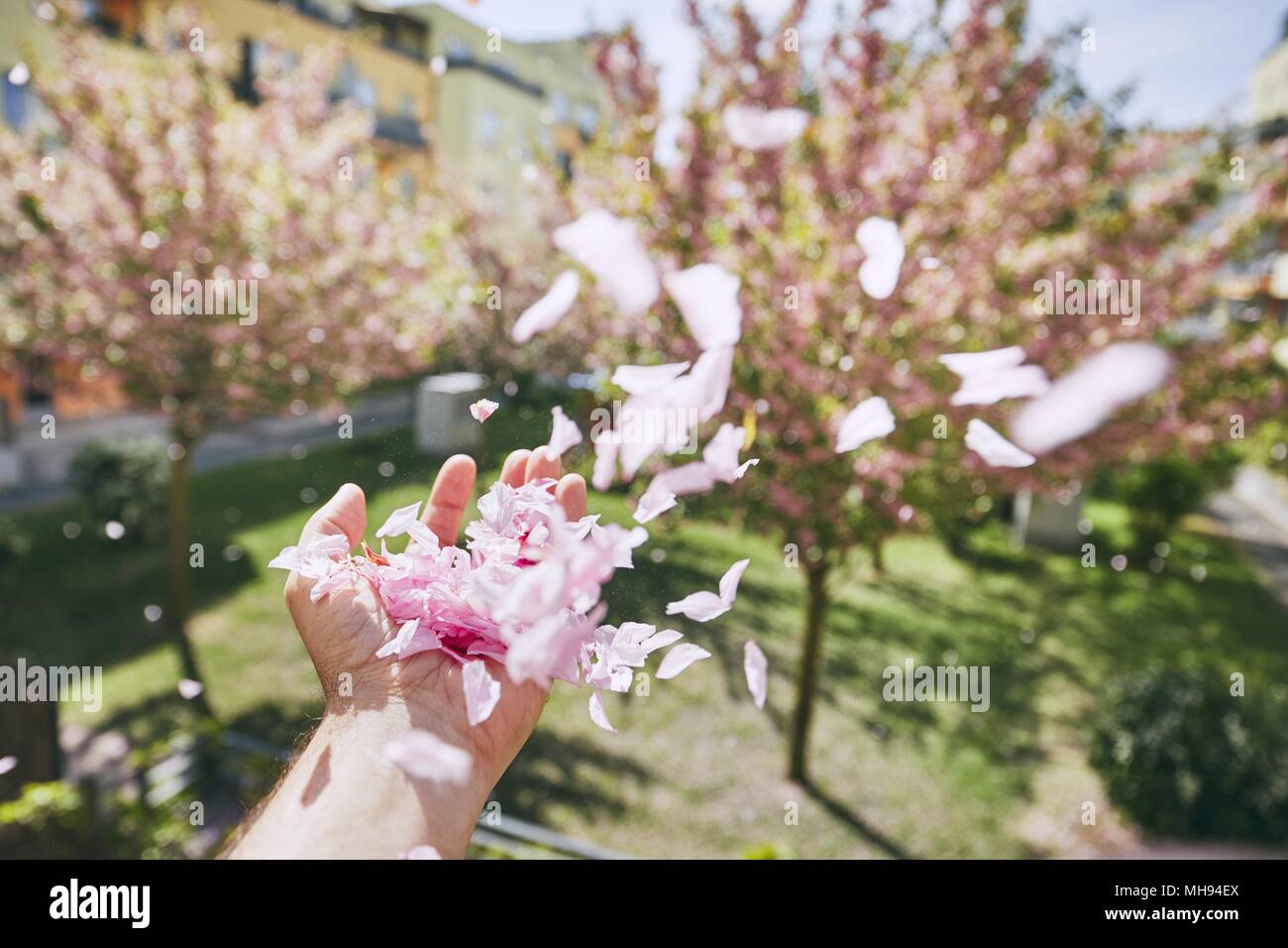 Souffle d'aile de main humaine contre les pétales et jardin bâtiment résidentiel. Banque D'Images