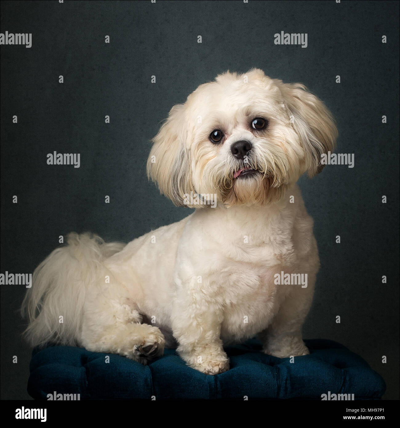 Des flèches rouges Banque D'Images