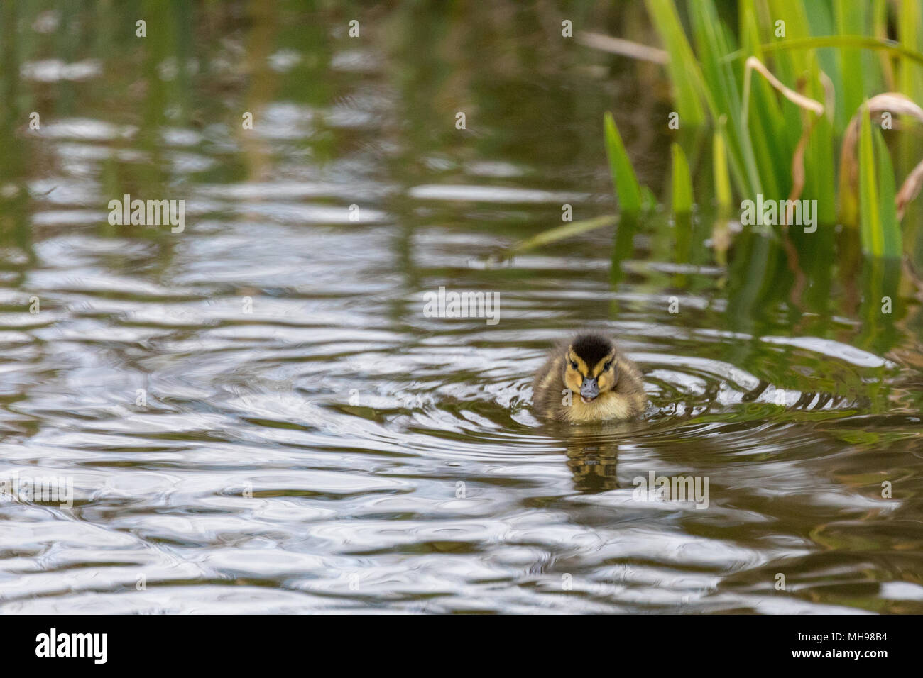 Un seul jeune caneton colvert nage dans le lac à WWT Martin simple Banque D'Images