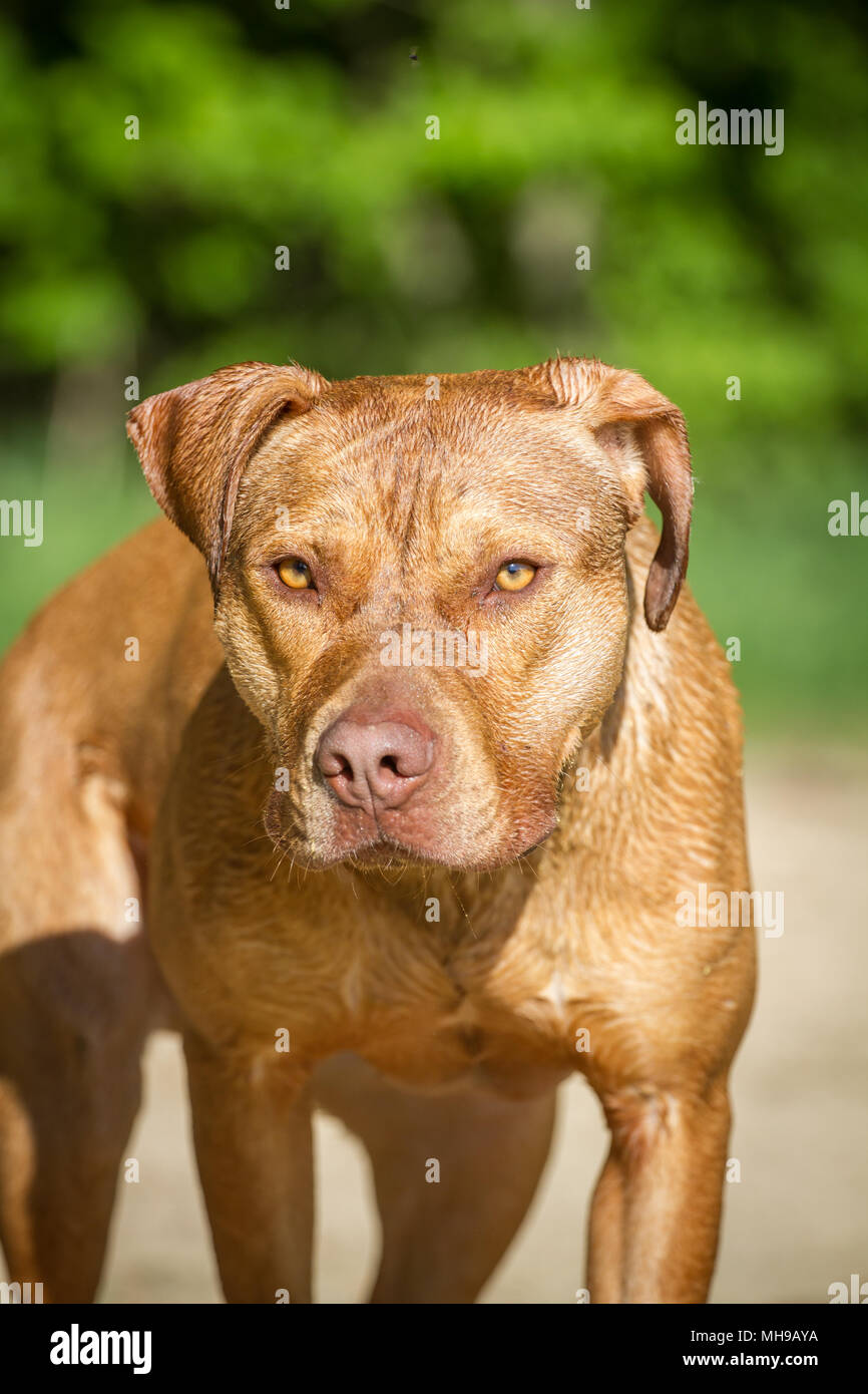 Fosse de Bulldog Banque D'Images