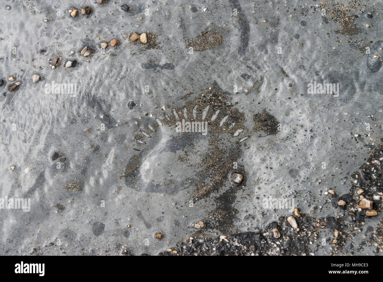 La trace reste d'un ammonite en lias bleues sur la plage de Monmouth, Lyme Regis Banque D'Images