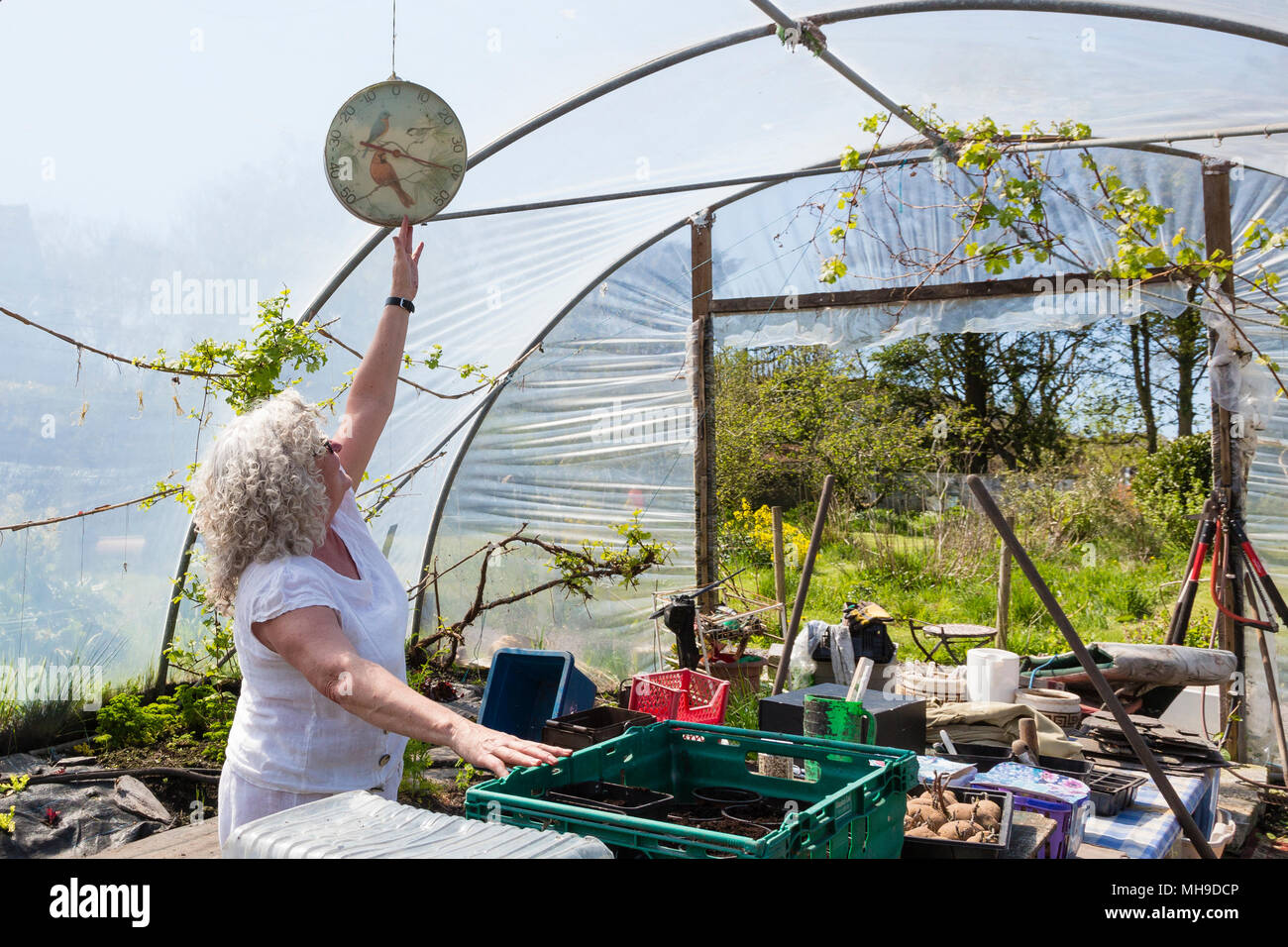 Femme plus âgée jardinage à polytunnel Banque D'Images