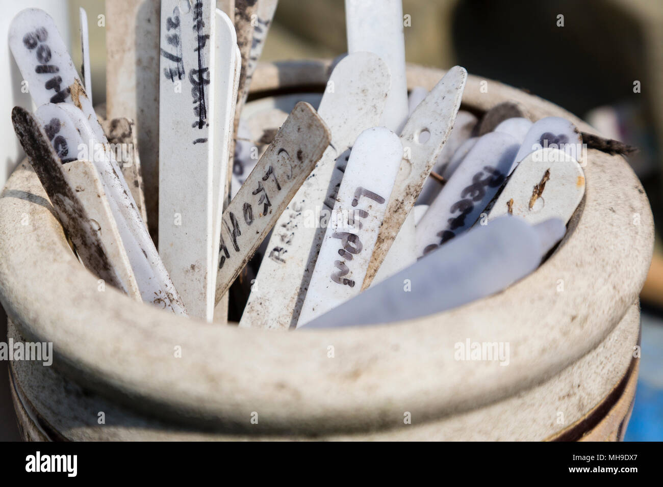 Les étiquettes des plantes et des marqueurs dans un pot en céramique Banque D'Images