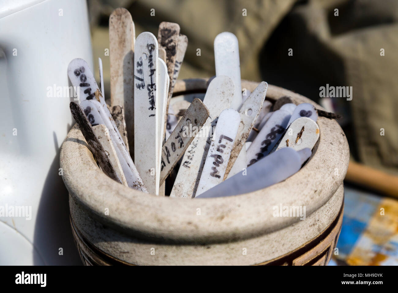 Les étiquettes des plantes et des marqueurs dans un pot en céramique Banque D'Images