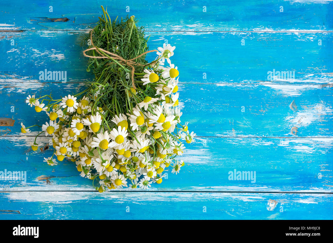 Bouquet de fleurs de camomille fraîchement cueillis attachées avec de la ficelle sur planche de bois fond bleu. La peau en bonne santé Soins de beauté Infusions Thé Detox Concept. P Banque D'Images
