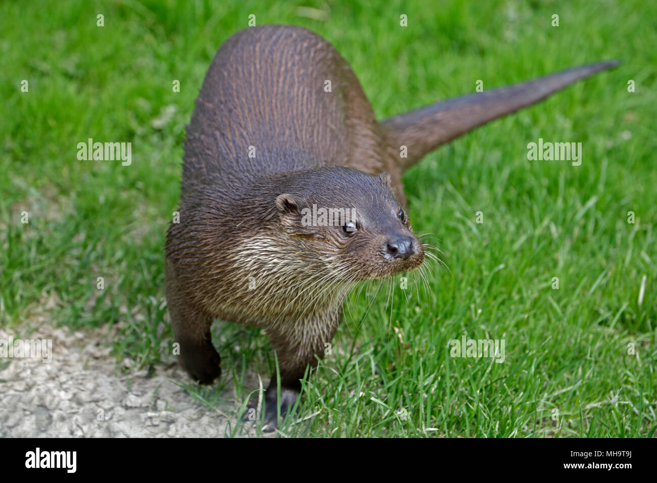 Eurasian loutre (Lutra lutra) Banque D'Images