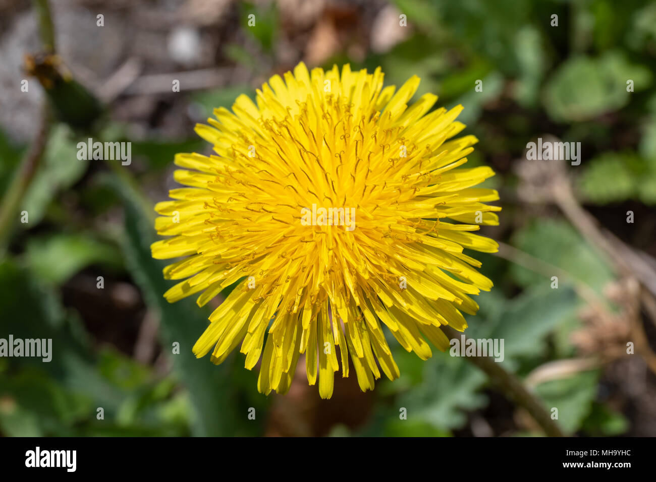 Le pissenlit (Taraxacum), close-up ; Université de Copenhague Jardin Botanique, Danemark Banque D'Images