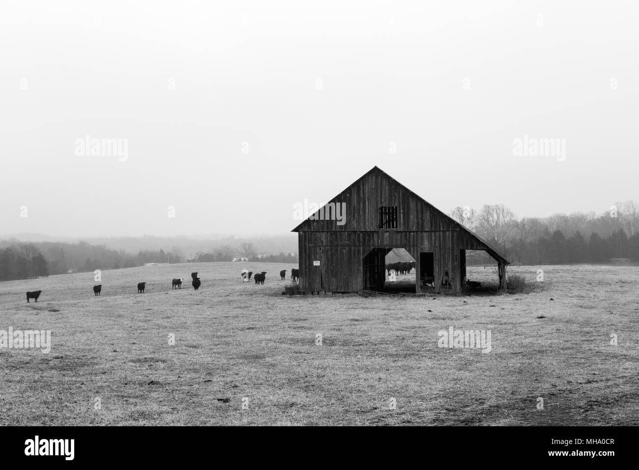 Un barm dans un champ ouvert de brouillard dans le nord de l'Arkansas est entouré par le bétail sur un matin de la fin de l'hiver. Banque D'Images
