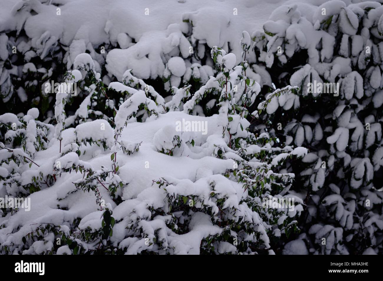 Les plantes et la texture de fond de neige (Pesaro, Italie) Banque D'Images