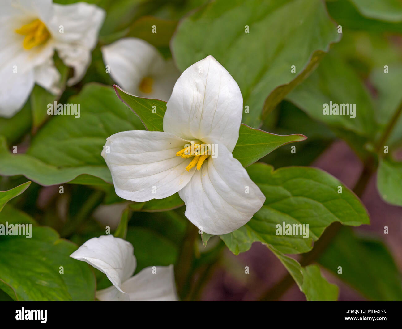 Trillium grandiflorum trillium blanc ou Banque D'Images