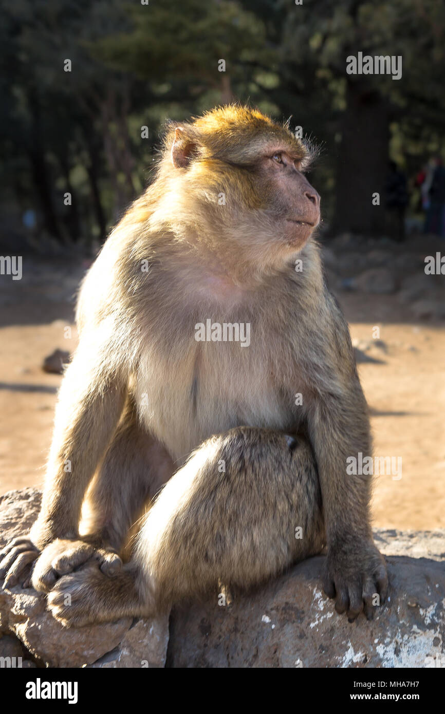 Ifrane, Azrou des singes dans la forêt au Maroc. Banque D'Images