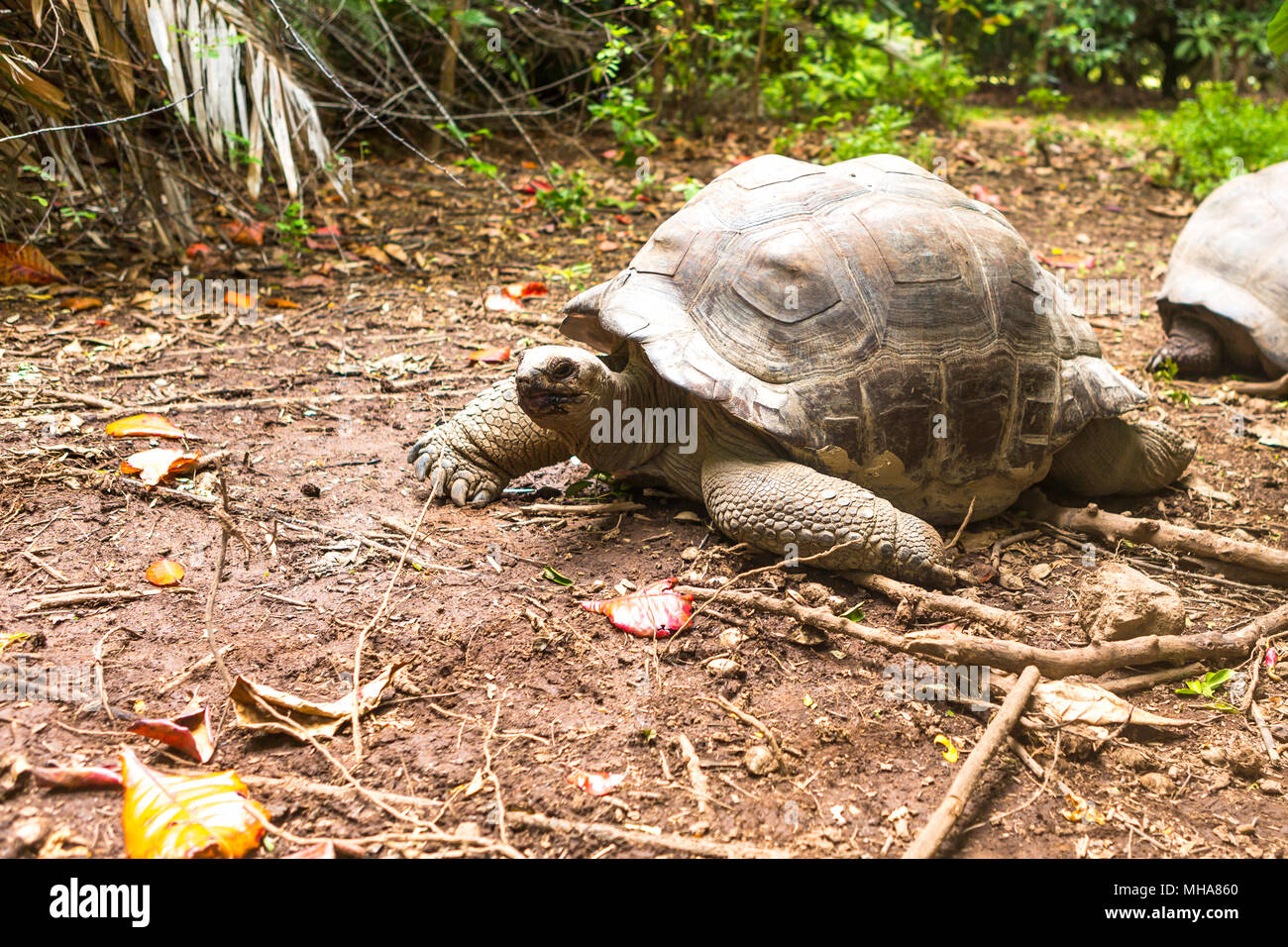 Les tortues géantes de l'île dans les Seychelles. Banque D'Images