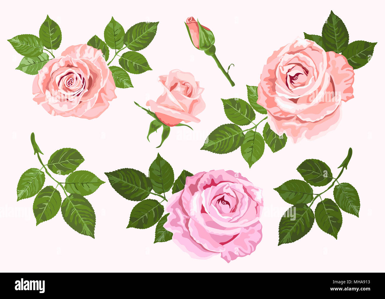 Roses rose et beige et vert feuilles serties isolé sur le fond blanc pour la décoration florale Banque D'Images