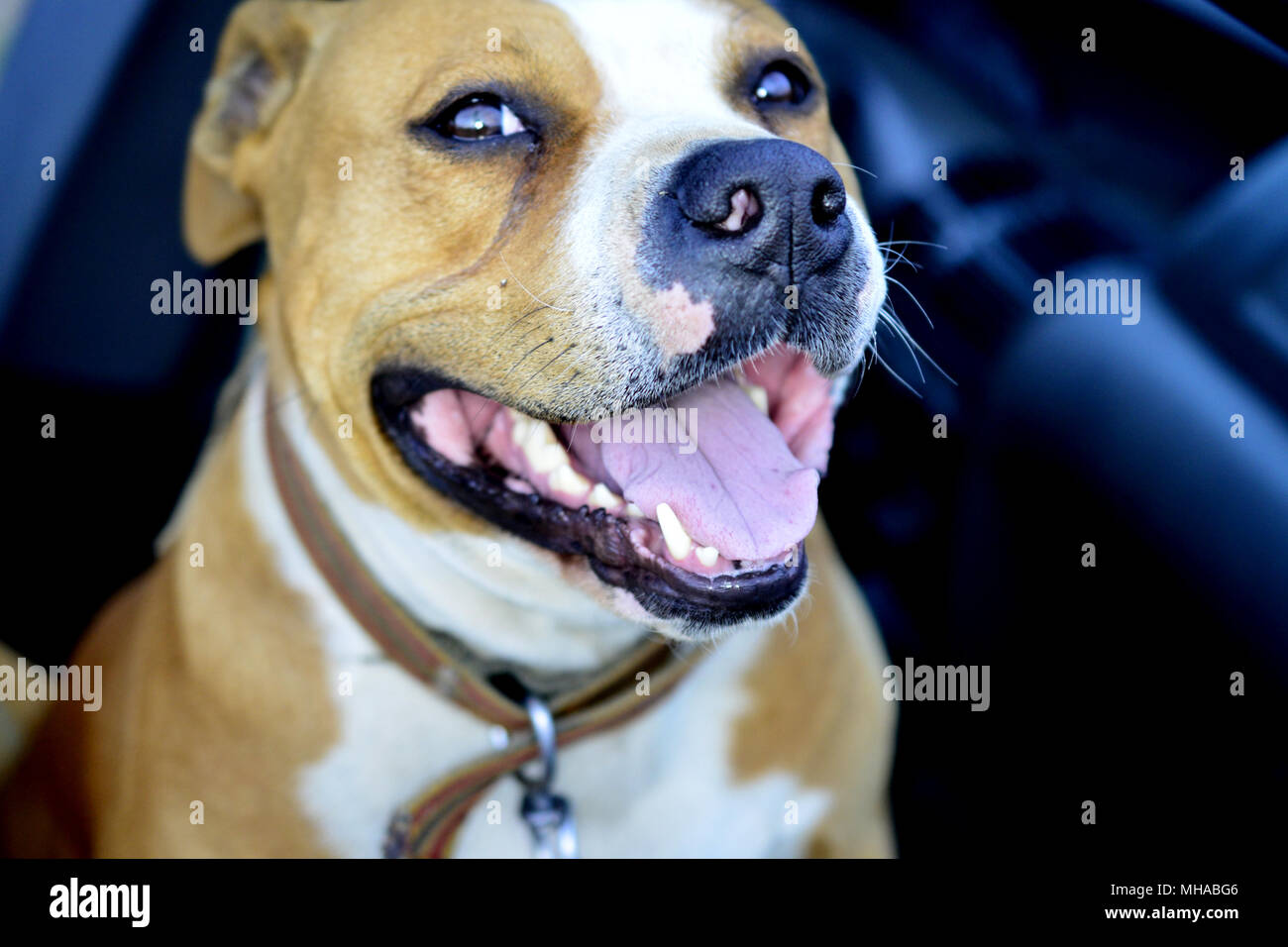 Portrait de chien staffordshire Terrier Américain qith bouche ouverte Banque D'Images