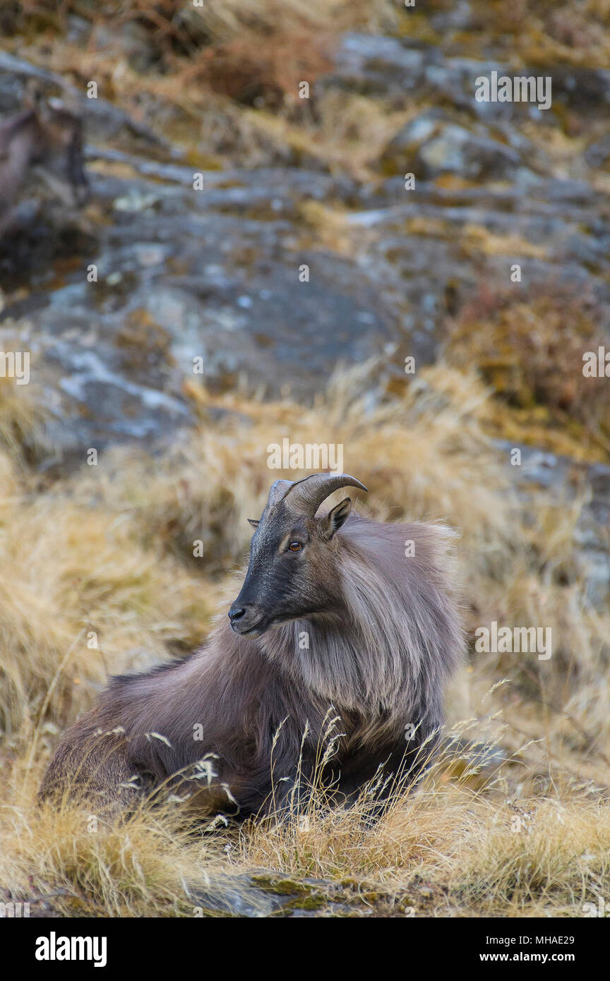 Thar himalayan Hemitragus jemlahicus dans le sanctuaire de Kedarnath Willdife, Uttarakhand, Inde Banque D'Images