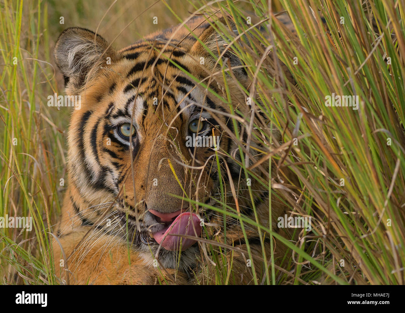 Dans le parc national de Sariska Sambar Banque D'Images