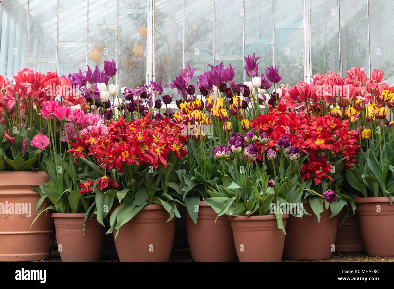 Des pots de tulipes sur Arundel Castle Banque D'Images