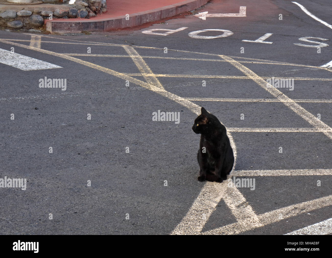 Chat Noir Assis Sur La Route Photo Stock Alamy