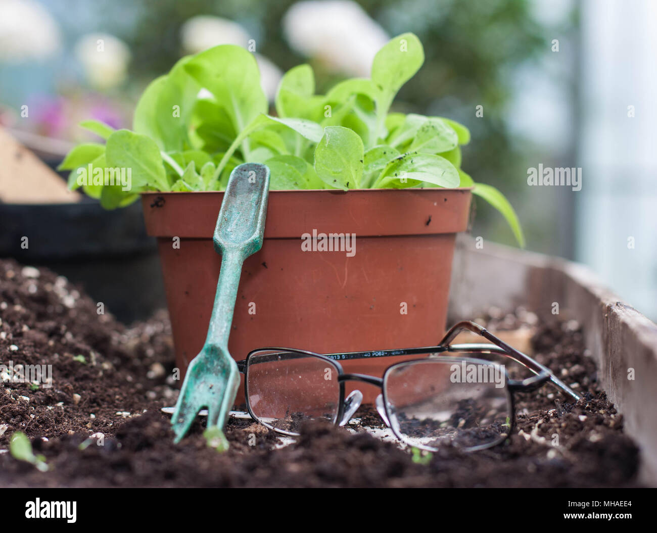 Les plantes dans la serre Banque D'Images