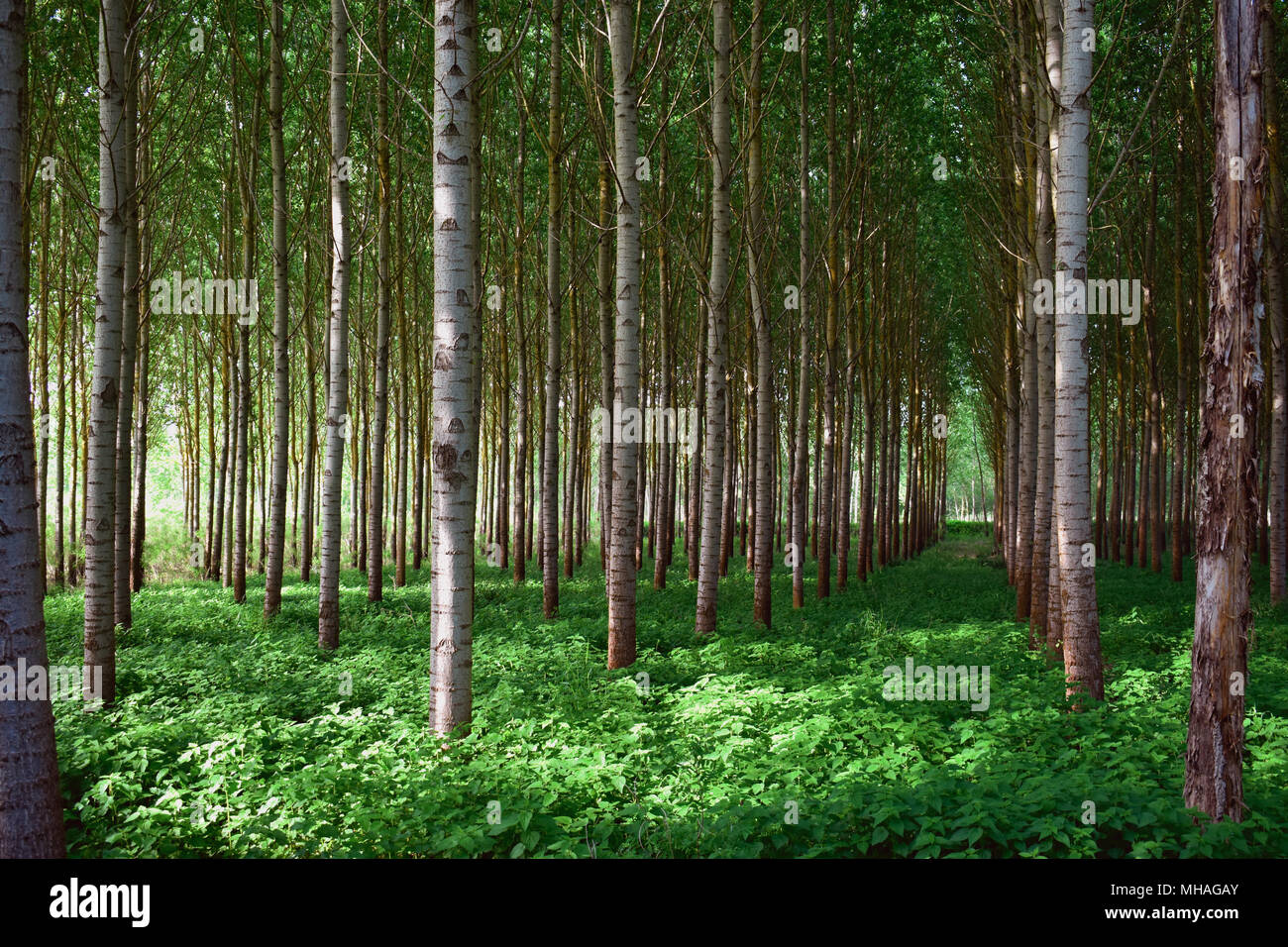 Poplar Grove avec arbres parallèles qui révèle un chemin dans la forêt Banque D'Images
