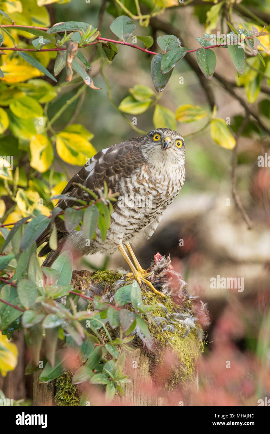 Sparrow Hawk, fauve, Accipiter nisus, plumer, manger un moineau ou petit oiseau sur la plumaison post. Les juvéniles, Mars, Sussex, UK Banque D'Images