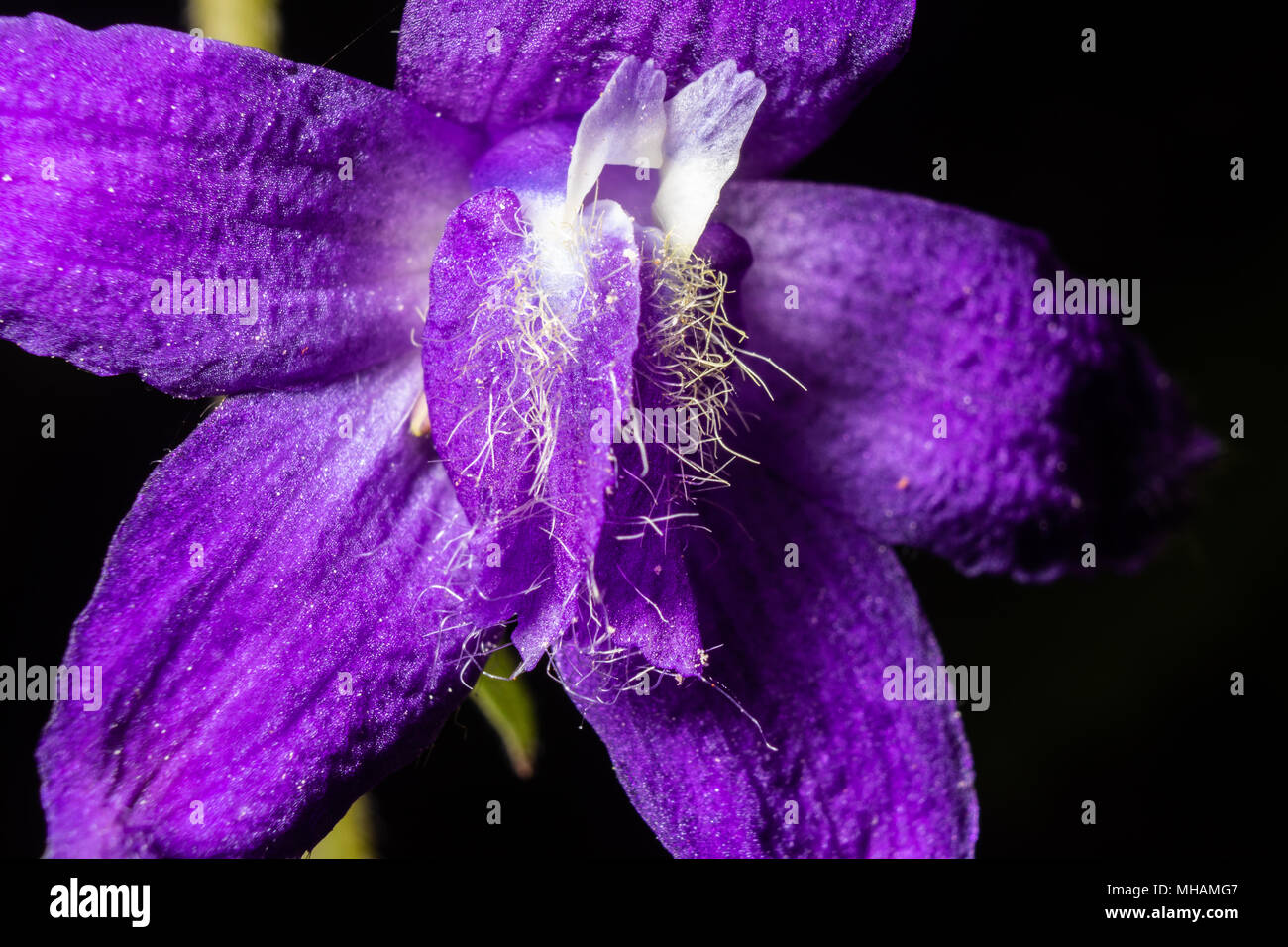 Une fleur de printemps est vu dans cette macro image prise dans le centre de l'Appalachia, United States. Banque D'Images