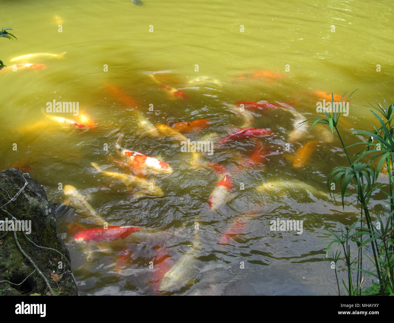 École de koï poisson dans le lac Banque D'Images