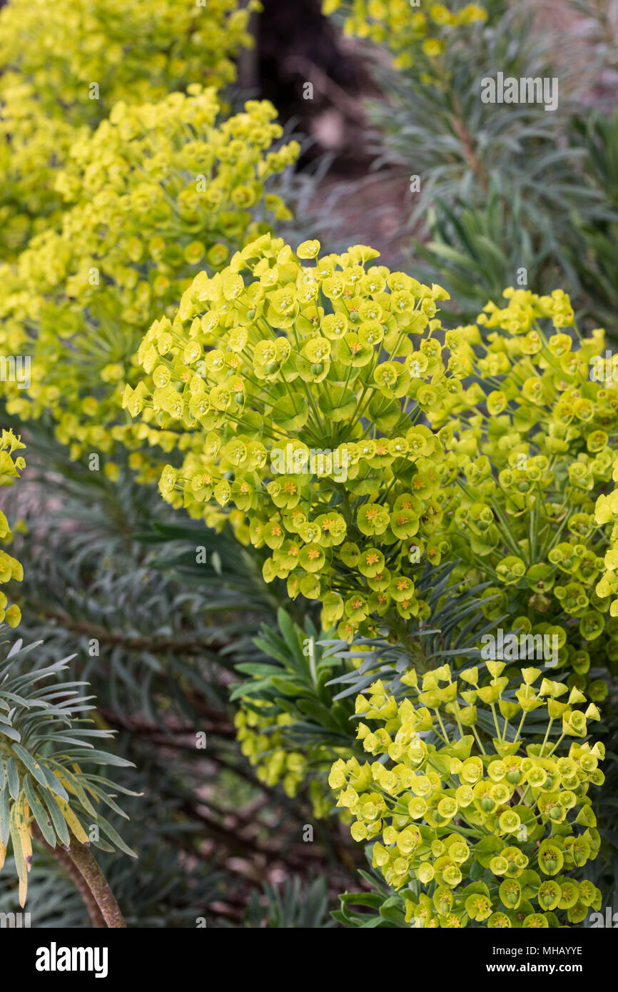 Gros plan de l'Euphorbia chacias wulfenii floraison en avril, Angleterre, Royaume-Uni Banque D'Images