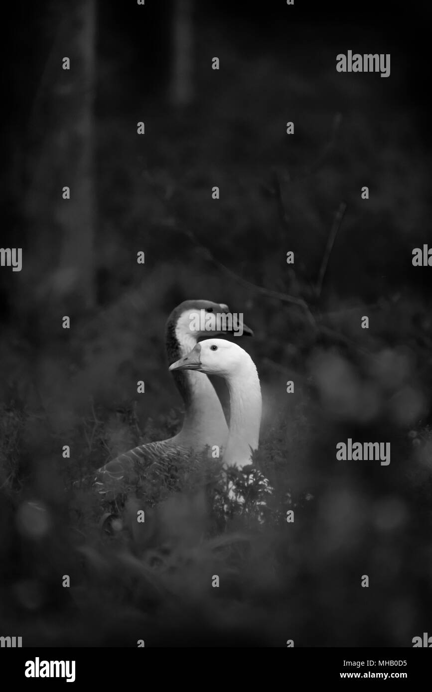 Couple d'oies dans les bois Banque D'Images