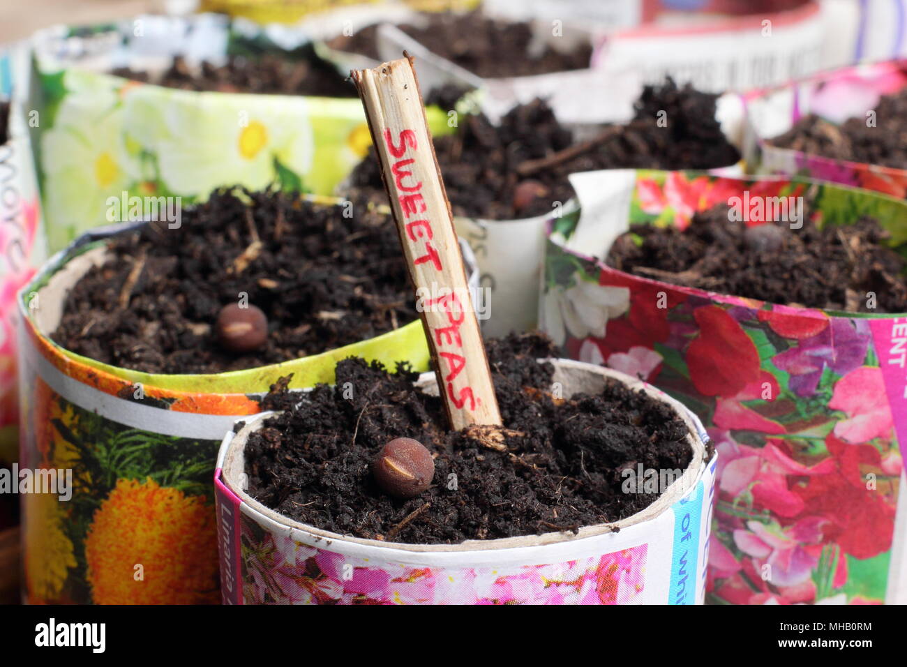 Lathyrus odoratus. Semer les graines de pois sucré dans des pots en papier marqué d'un rameau en tranches comme alternative à l'utilisation de plastique dans le jardinage, UK Banque D'Images
