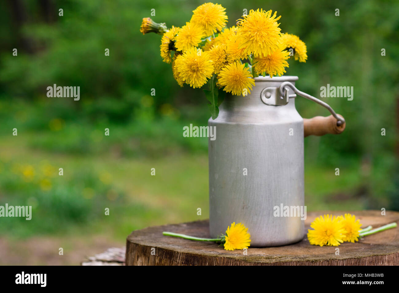 Le pissenlit dans un vase dans le jardin. La vie encore. Banque D'Images