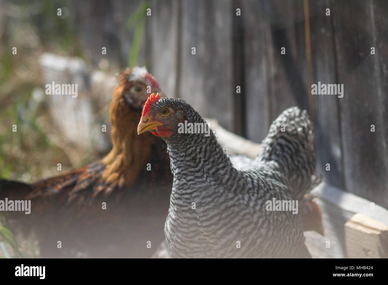 Happy free range chicken (Gallus gallus domesticus) Banque D'Images