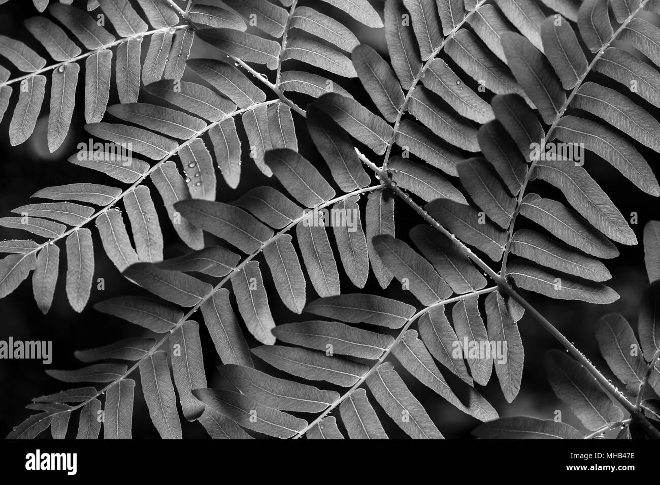 Jardin botanique avec Fern close-up de gouttelettes d'eau les modèles noir et blanc nature Banque D'Images