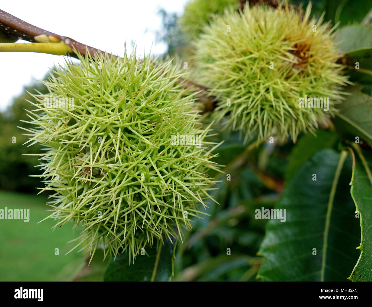 Châtaignes, Castanea sativa sur l'arbre. Banque D'Images
