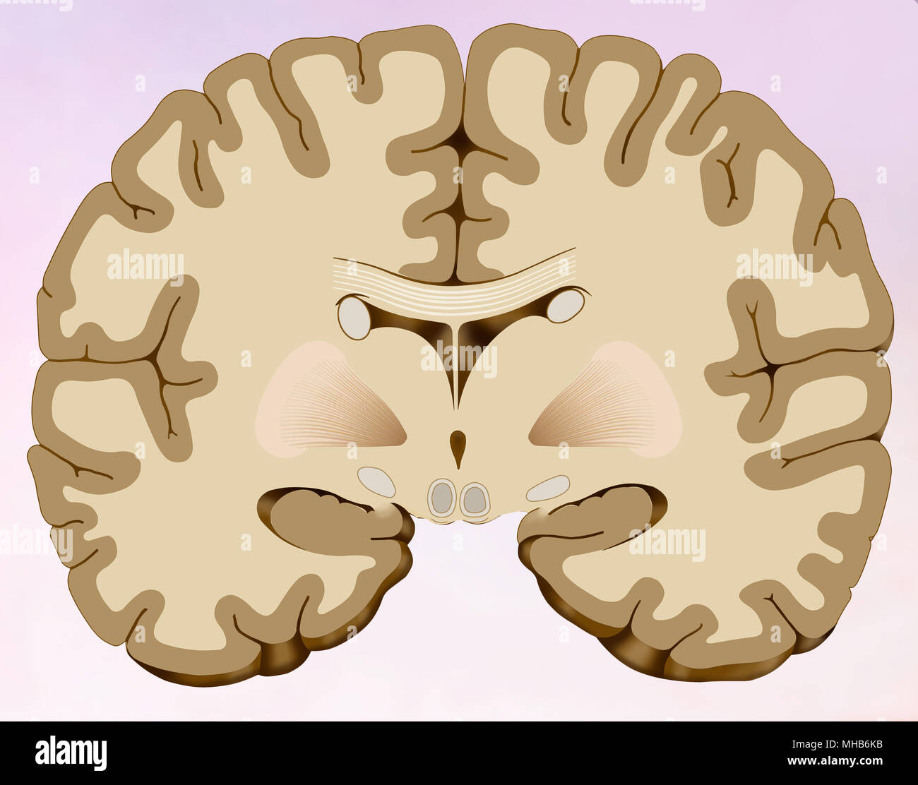 La section frontale du cerveau humain dans lequel nous pouvons voir le cerveau composé de deux moitiés Banque D'Images